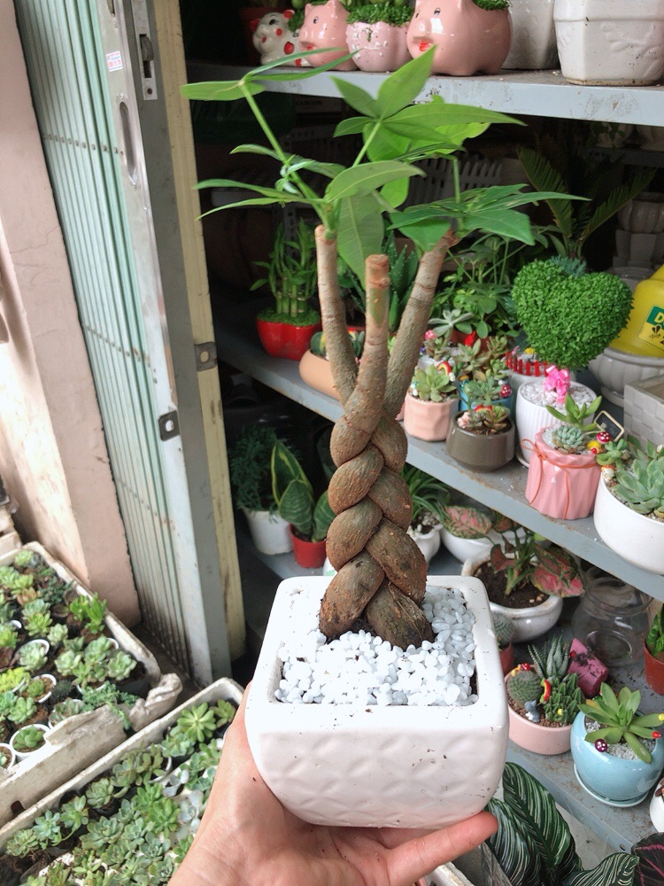 Chậu kim ngân thắt bím 3 thân