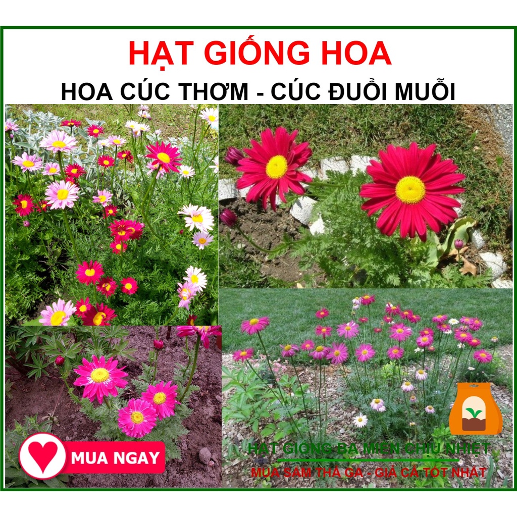 Hạt giống hoa cúc thơm - cúc đuổi muỗi nhiều màu