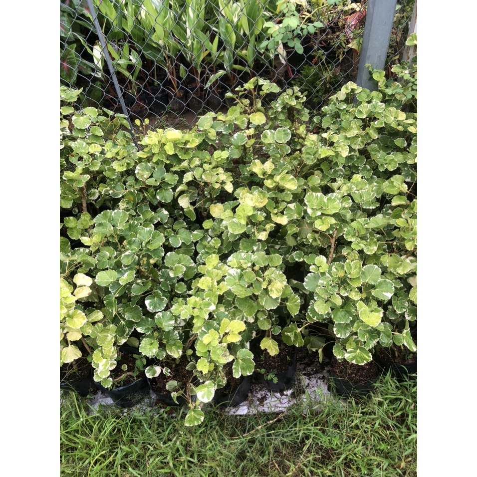Chậu đinh lăng cẩm thạch lá tròn