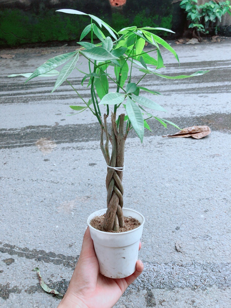 Kim Ngân Thắt Bính 5 Thân