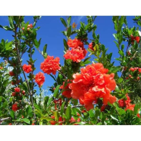 [Xả - Cắt Lỗ ] Cây Giống Lựu Hạnh Cao 90cm - 1m