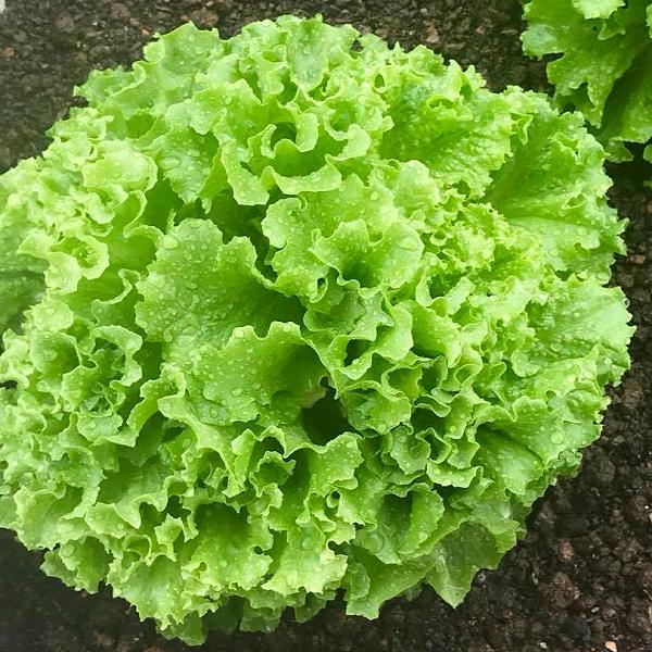[Mới] - Hạt giống rau xà lách chịu nhiệt