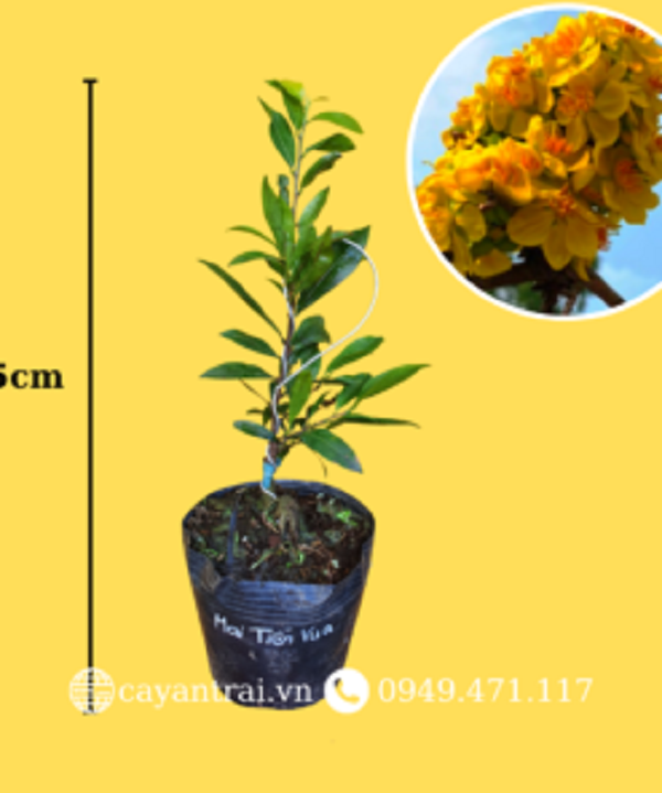 Cây mai cúc Tiến Vua - giống quý hiếm, nút nụ, u nần