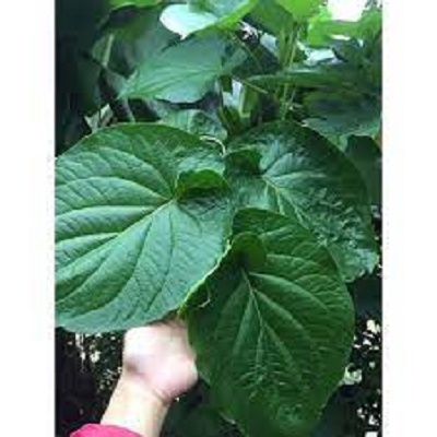 Cây dổi đất, dổi ăn lá - gia vị hay