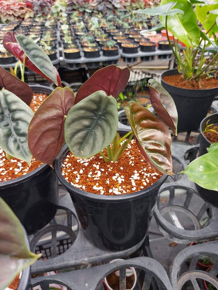 Rồng đỏ_ Alocasia Cuprea.