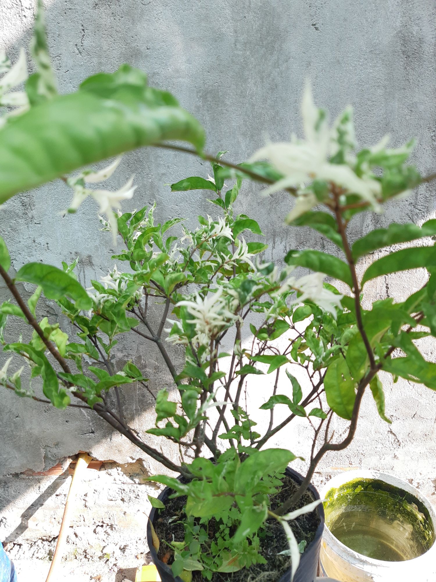 mai chiếu thủy đột biến(cẩm thạch)