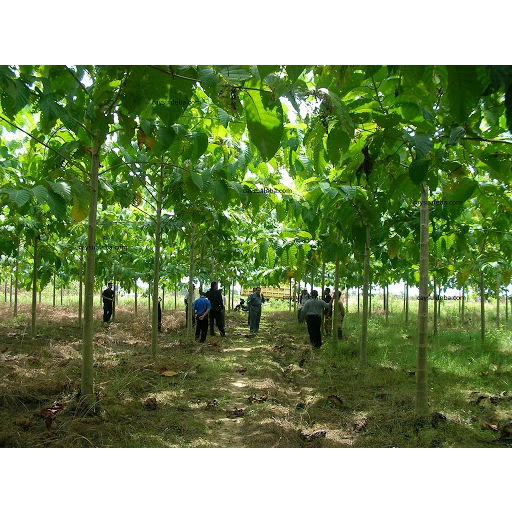 Cây giống gáo vàng (Cây thiên ngân)