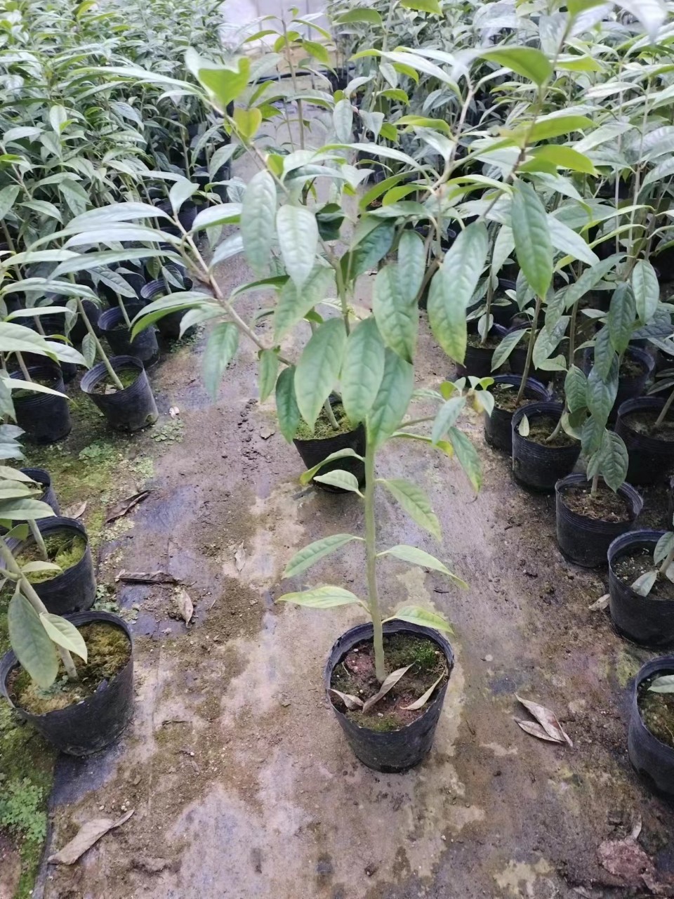 CÂY TRÀ HOA VÀNG CAO 80CM-1M(>)