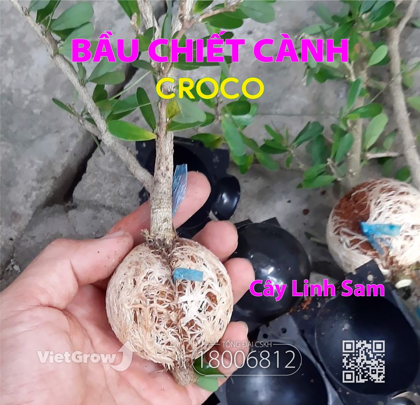 BẦU CHIẾT CÀNH