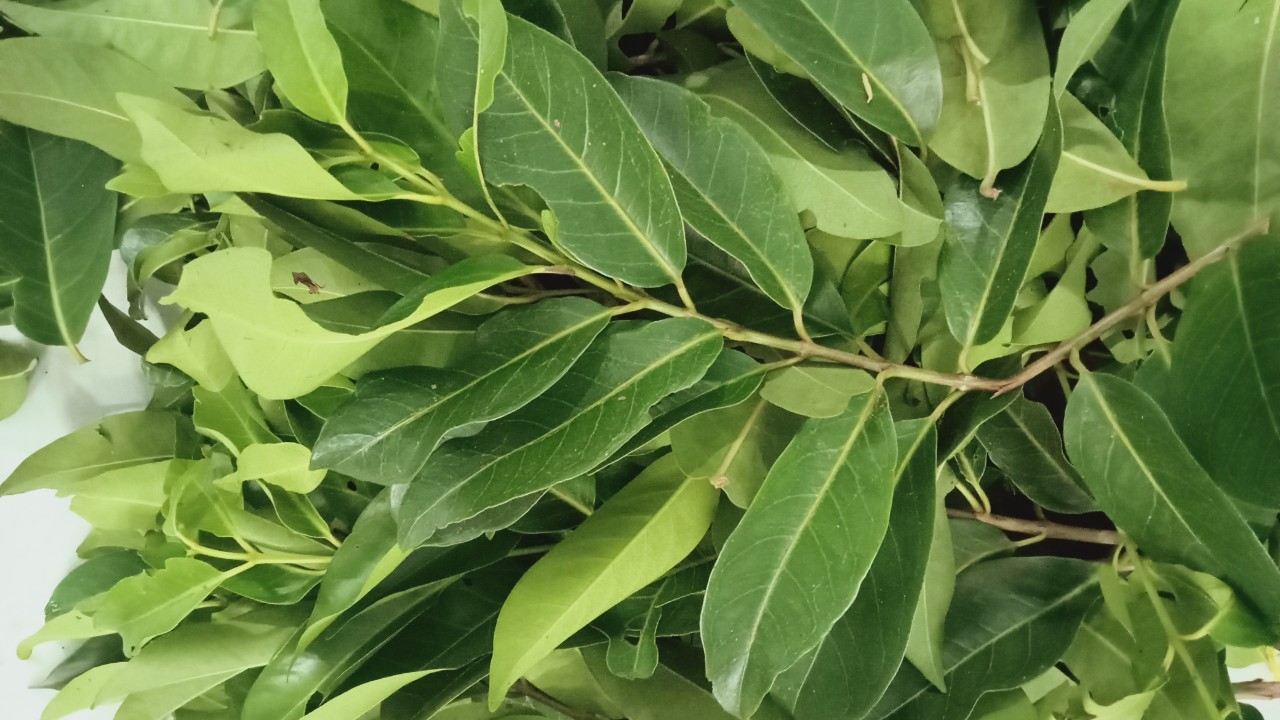 LÁ VỐI -TRÀ LÁ VỐI TƯƠI