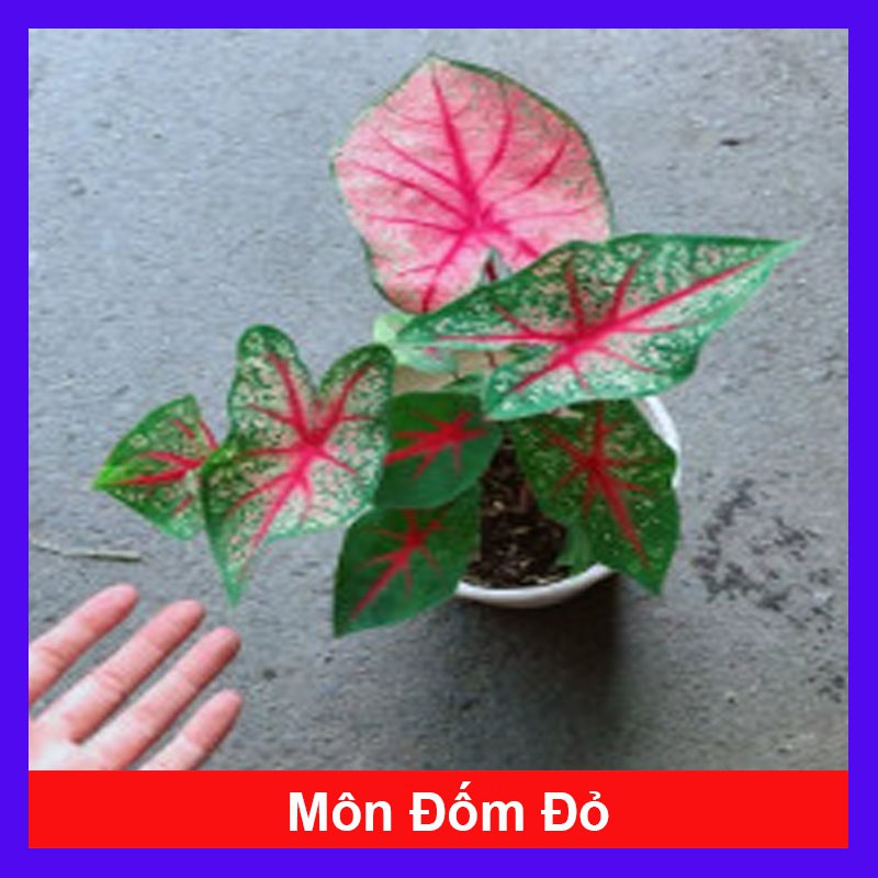 Cây môn đốm đỏ , cây đẹp giá rẻ