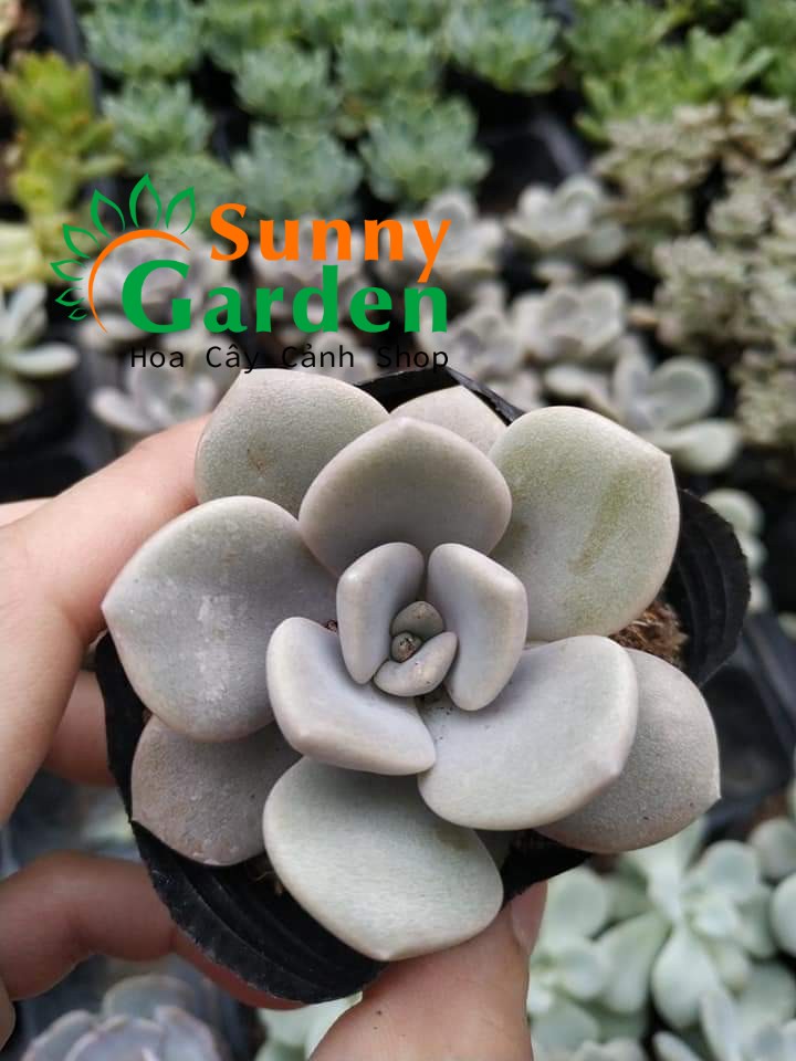 Sen Đá Sỏi Hồng