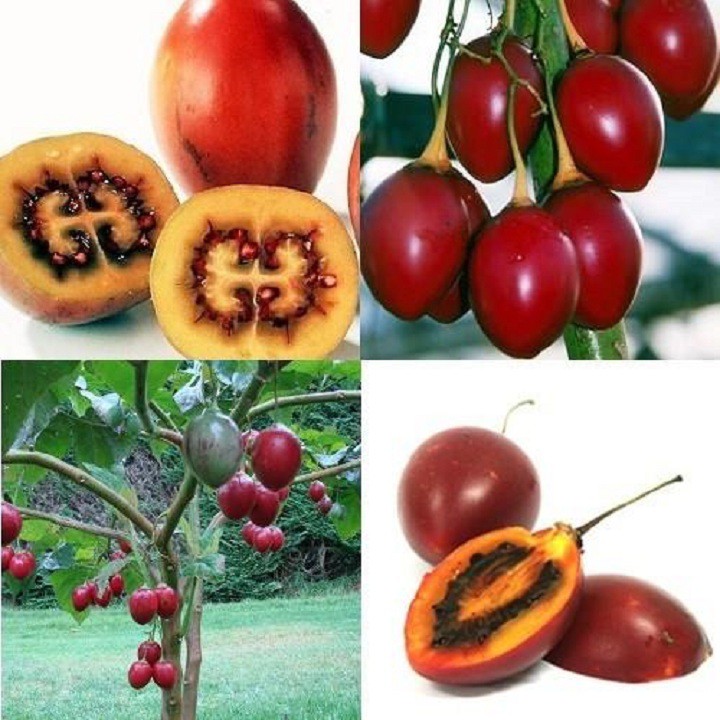 Hạt giống cà chua thân gỗ - gói 10 hạt