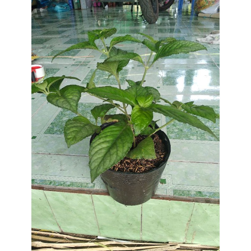 Cây trà tiên - Cây cảnh sân vườn