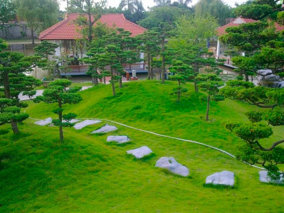 Hạt giống cỏ nhung Nhật - Gói 50 Gram (nửa lạng)