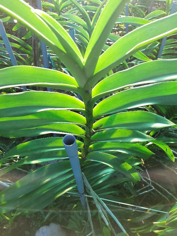 Combo 2 cây mokara đang nụ cao 60 70cm