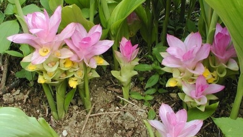 Cây Ngãi Chống Độc giống (ngãi trắng, nghệ trắng)