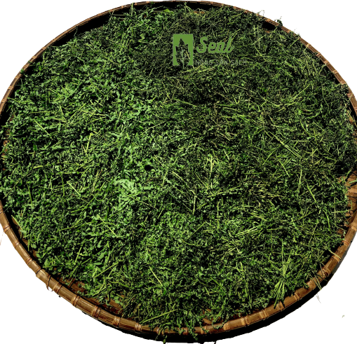 DIỆP HẠ CHÂU (Cây chó đẻ răng cưa) 200g