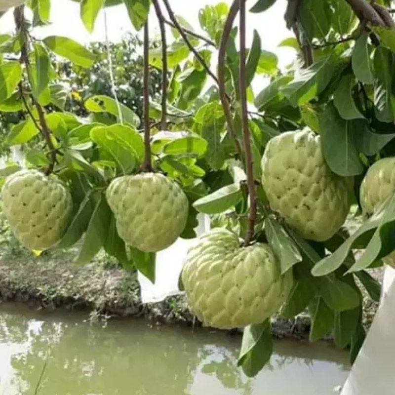 Cây giống na hoàng hậu/ na thái trái to, vị thơm ngọt- Hoa kiểng Nguyễn Lộc- Cây giống chất lượng cao