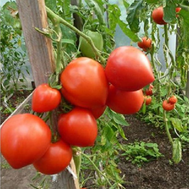 Hạt giống Cà Chua Trái Tim đỏ TN