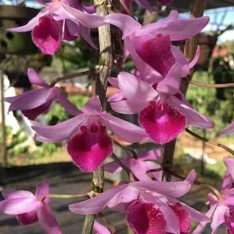 com bo 2 cốc hoa phong lan - giả hạc châu như