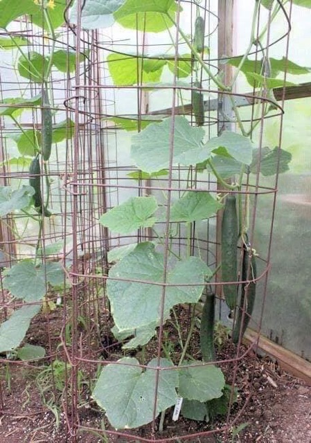Hạt Giống Dưa Chuột Kiếm