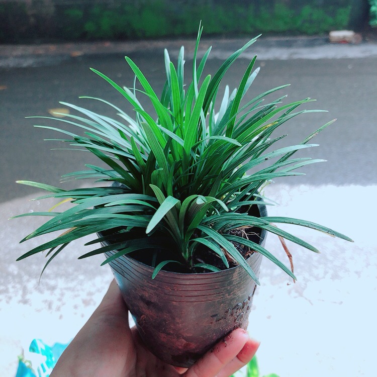 Bụi cỏ gấu