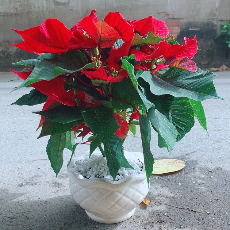 Chậu Cây Trạng Nguyên