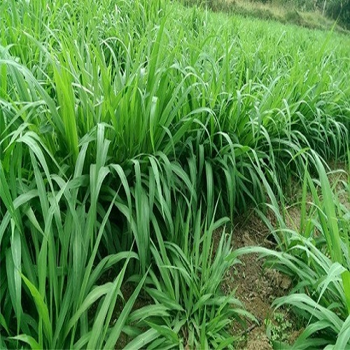 Hạt Giống Cỏ Chăn Nuôi Mombasa Ghine (Cỏ Sả Lá Lớn - Gói 50Gram) -[Hàm lượng dinh dưỡng cao]