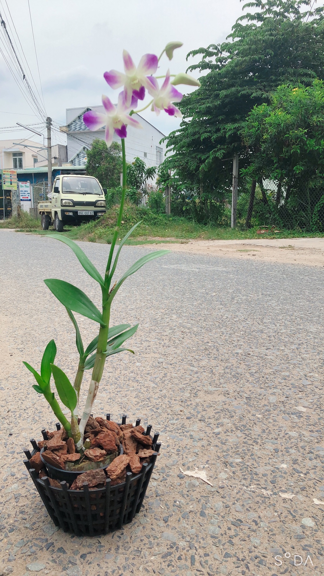 Chậu nan trồng lan