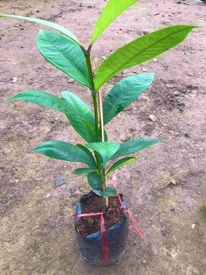 Cây Giống Măng Cụt Thực sinh (Nữ hoàng của các loại Trái Cây). [ Cây không ghép ]