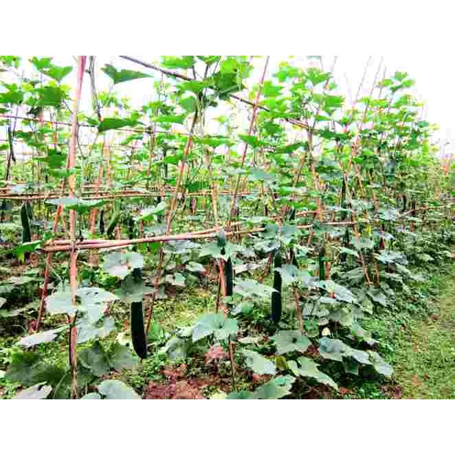 Hạt giống bí đao chanh, bí sặt - gói 1 gram