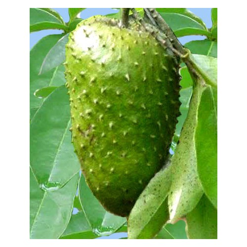 cây giống mãng cầu xiêm không hạt