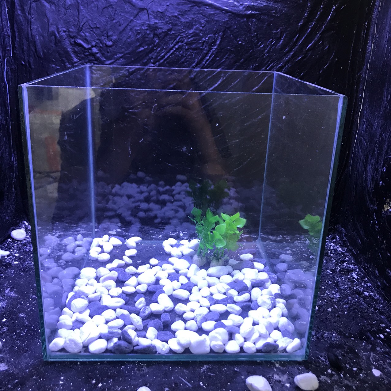 bể cá cubic 25cm tặng phụ kiện - bể cá mini - bể cá để bàn