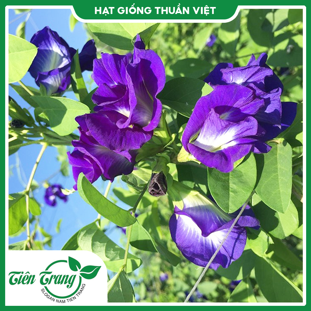 Hạt giống hoa Đậu biếc TN