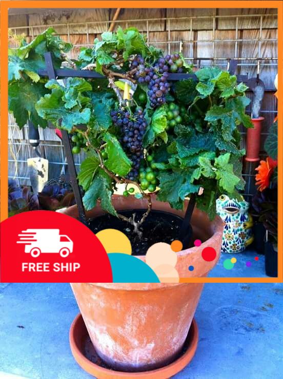 Cây nho lùn pháp hàng chuẩn