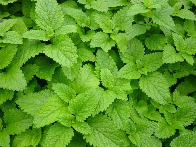 Bạc Hà Chanh Sả (Lemon Balm) - Chậu Rau Gia Vị