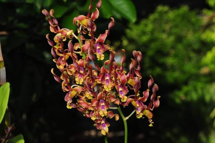 HOA LAN DENRO SING ĐỎ