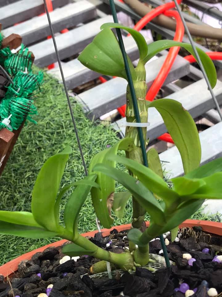Hoa phong lan phi điệp 5ct cánh trắng phú thọ gieo hạt