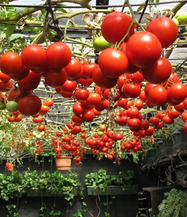 Hạt giống Cà chua bạch tuộc ( leo giàn ) - 10 hạt