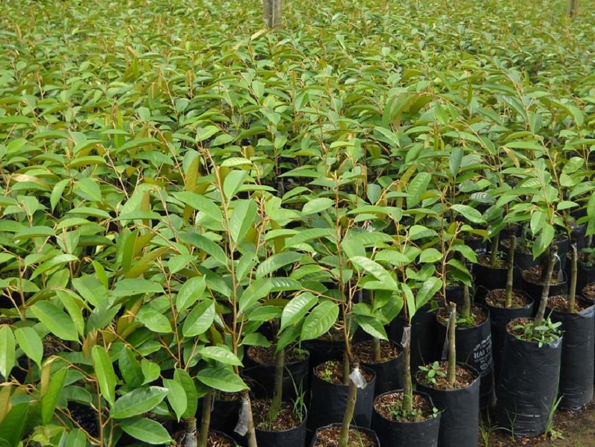 Cây giống Sầu Riêng ruột Đỏ ( SIÊU SỚM ) .