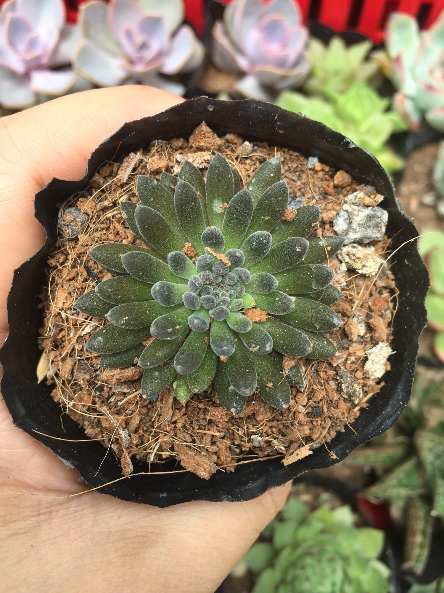 Sen đá nhím đen size bầu