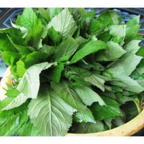 500gr cây cải trời khô chống bướu cổ.