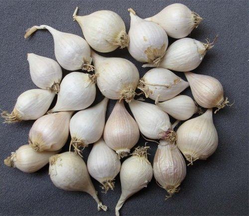 TỎI CÔ ĐƠN NGÂM GIẤM HỦ 500GR