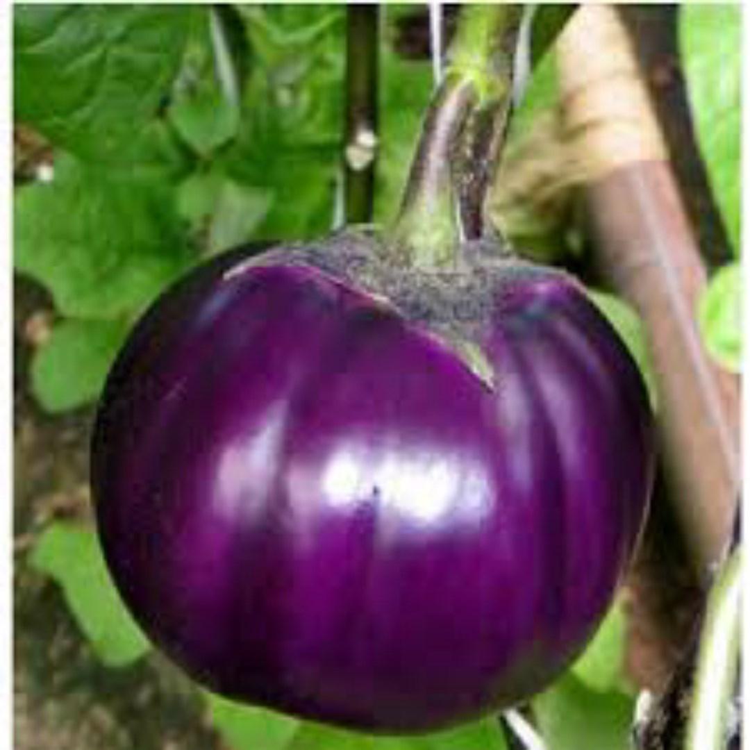 Hạt Giống Cà Bát Tím Huế F1. Túi 2 gram - Phát Triển Mạnh - Dễ Trồng - Giá Khuyến Mại - Kèm Quà Tặng.