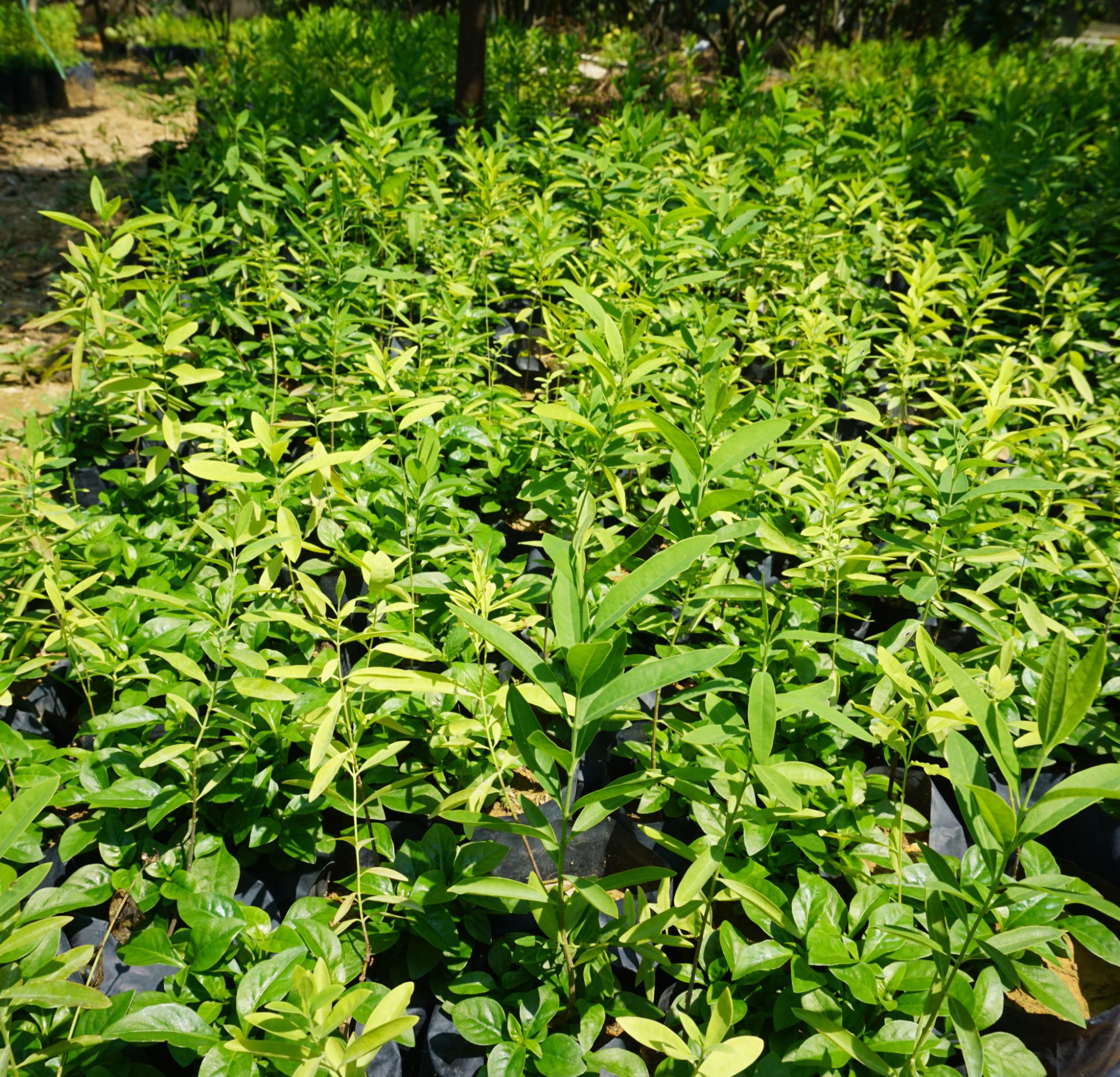 Cây giống đàn hương trắng ấn độ (Dòng F1)