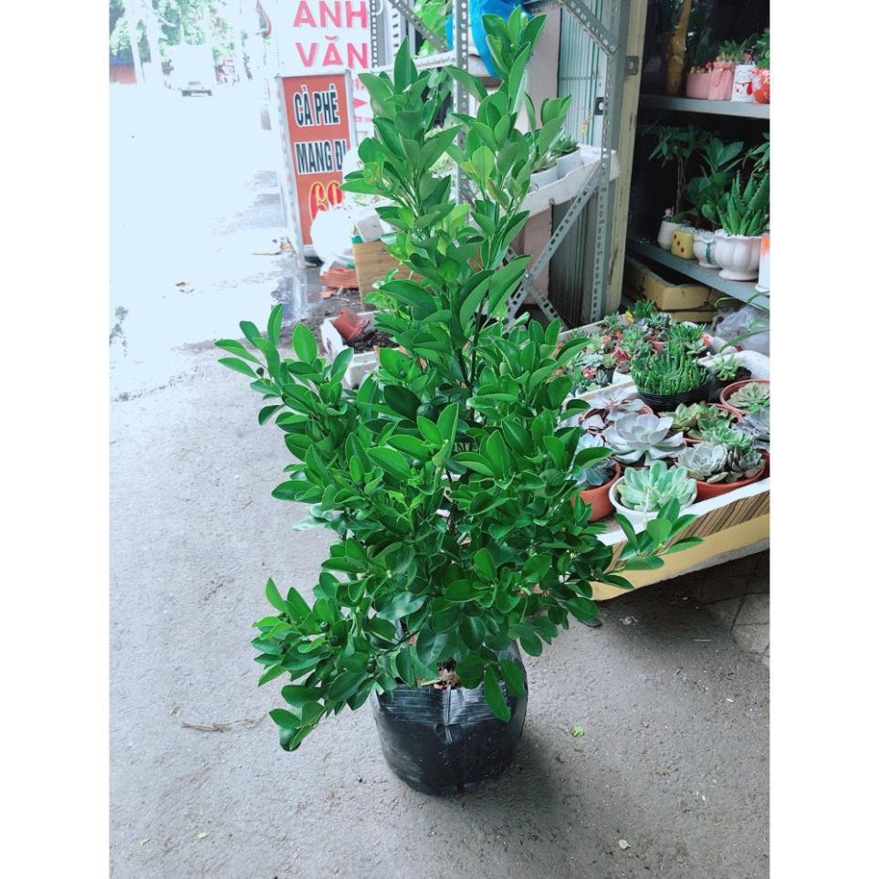Cây Quất Đang Ra Quả Cây Khỏe ( bấm vào mua)