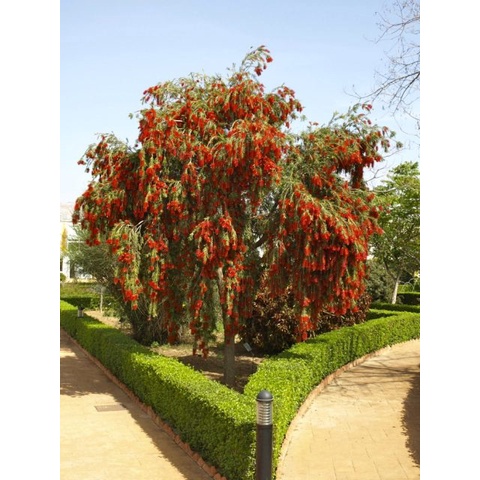 Cây hoa liễu đỏ rủ siêu hoa