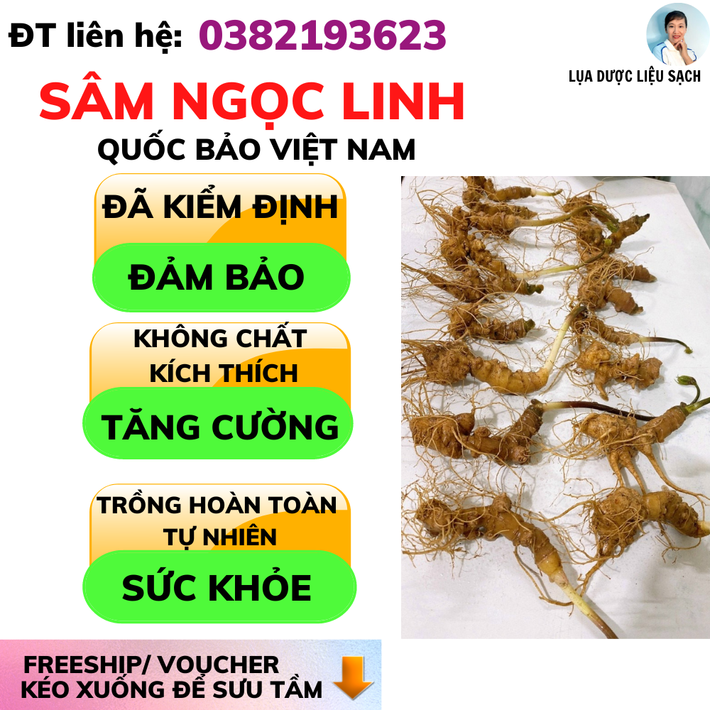 Sâm Ngọc Linh trồng tươi nguyên củ đã kiểm định chuẩn sâm, tăng cường hệ miễn dịch, sức đề kháng - 6900000 đ/ 1 kg.