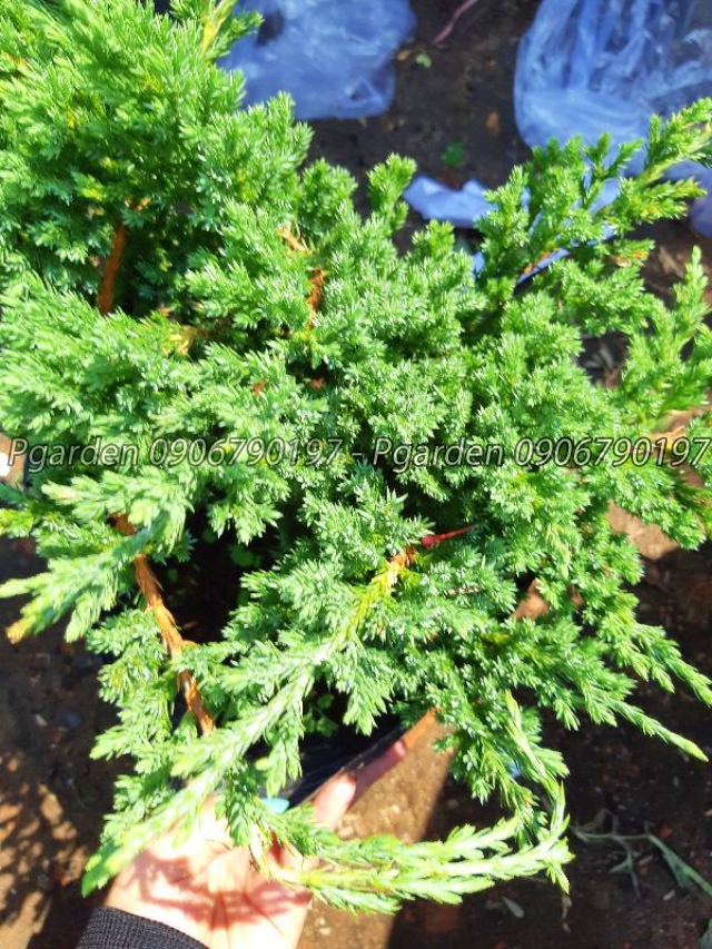 cây họa tùng bonsai mini